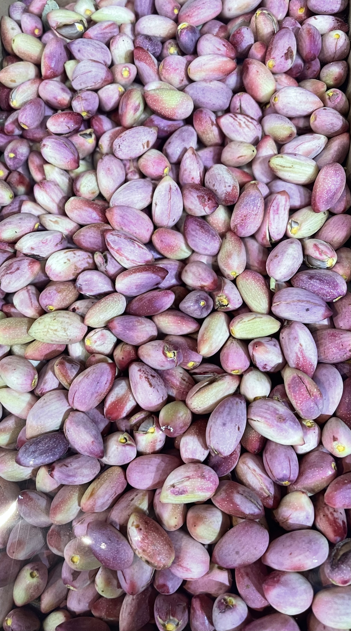 بهترین میوه و تره بار در شیراز
