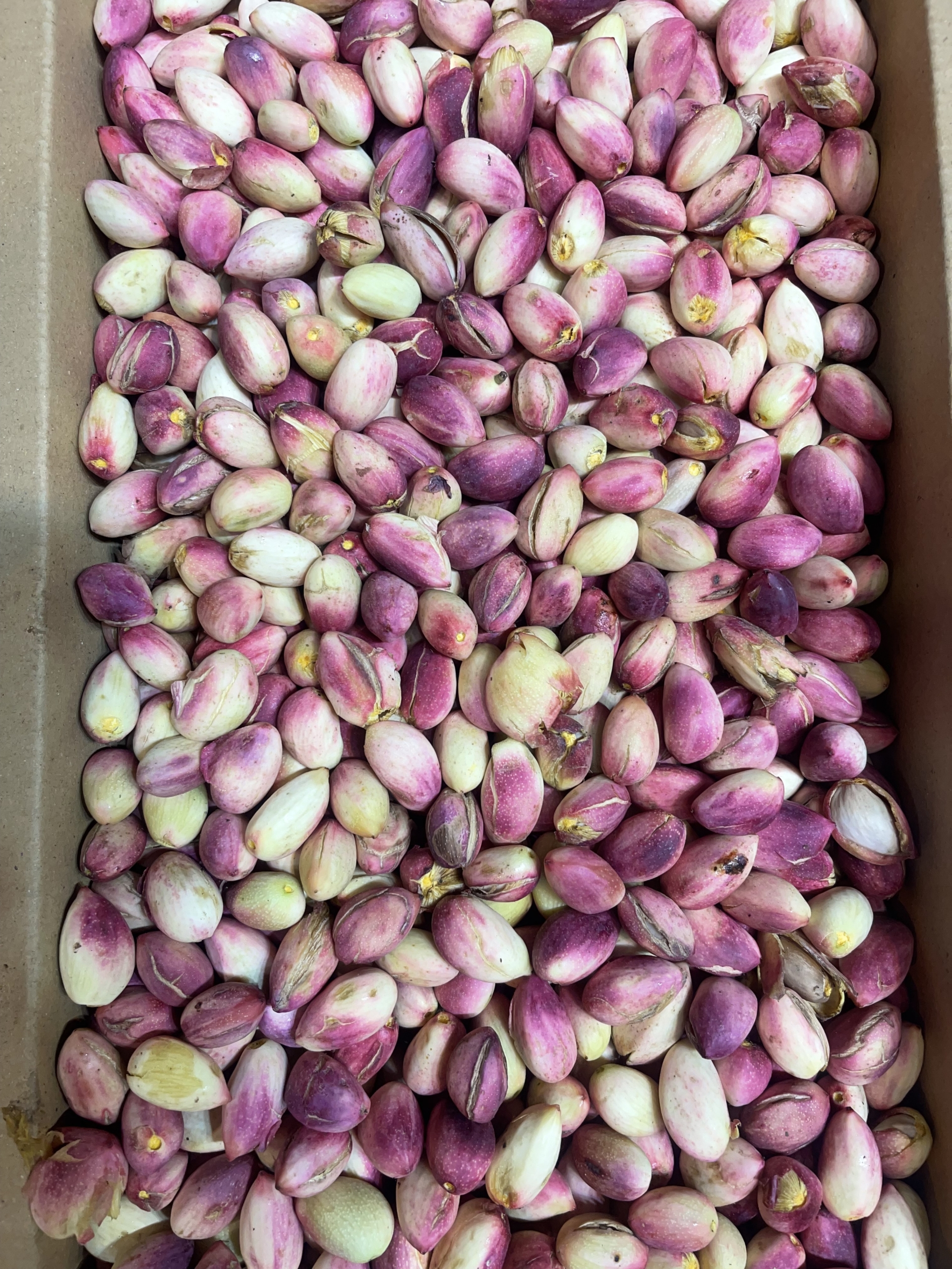 بهترین میوه و تره بار در شیراز